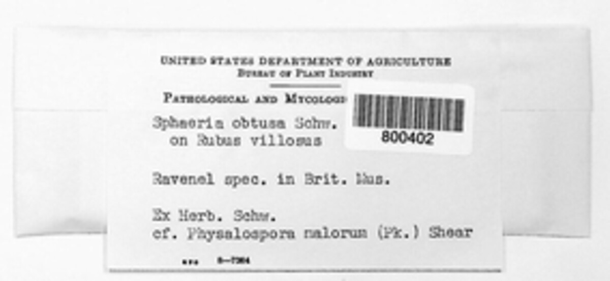 Sphaeria obtusa image
